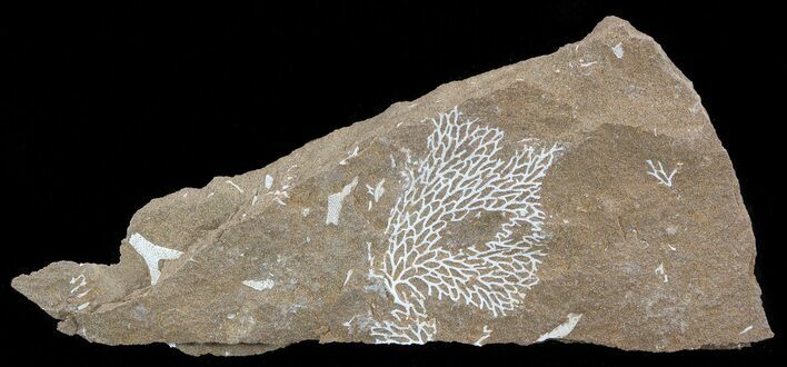 Ordovician Bryozoans (Chasmatopora) Plate - Estonia #49949